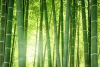 Bamboo forest. Forest of a Japanese bamboo.